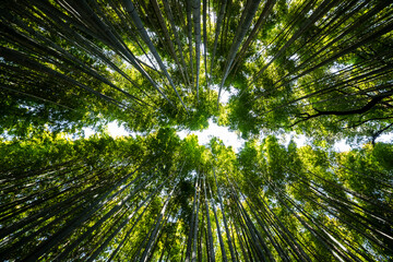 Obraz na płótnie Canvas Bamboo forest in Kyoto, Japan
