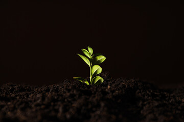 Earth Day, Environment concept and Eco concept