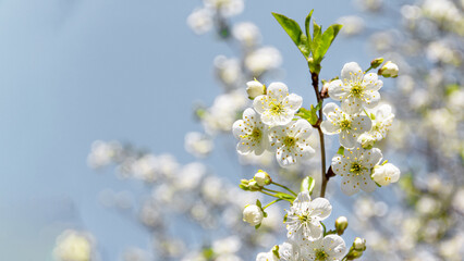 Beautiful background with apple flowers. Close-up of white branches. Space for text.