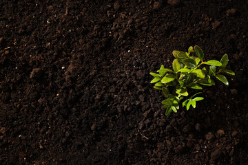 Earth Day, Environment and Eco concept, space for text