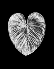 Silver metal heart shape leaf black background isolated, silver tropical leaves, shiny gray...