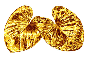 Golden leaf, water drops white background isolated closeup, gold leaves, yellow metal foliage, petal illustration, decorative plant design element, floral branch pattern, beautiful vintage decoration