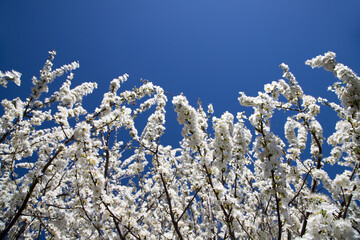 branches with flowers of wild cherry tree
