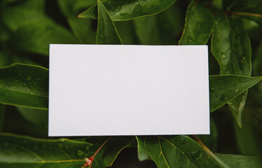 Mock up white empty paper card on the green leaves with drops of rain