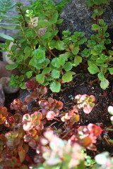 rozchodnik kaukaski Coccineum Sedum spurium