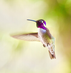 Beautiful Black chinned Hummingbird flying with purple iridescent throat