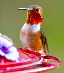 Beautiful Allen’s  Hummingbird bright iridescent copper and green feathered close up