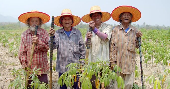 A group of happy smiling and laughing Asian farmers who are elderly farmers and employees in a rural farm, mowing the weeds in the cassava field. Use in documentary concept and other.