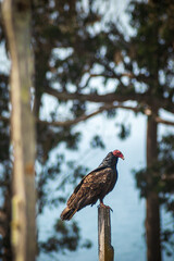 Buzzard at Fort Ross State Historic Park
