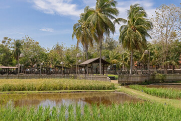 Fototapeta premium Langkawi (Muzium Laman Padi) in Langkawi, Malaysia