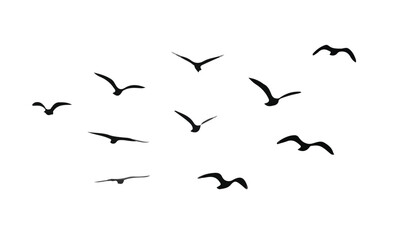 Obraz premium flock of birds