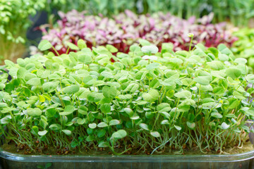 Live micro green of clover grows in a tray on rack in micro greens farm