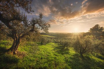 Fototapeta na wymiar Olive grove in Alta Maremma. Landscape in Casale Marittimo, Tuscany, Italy
