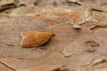 Closeup on the small and orange privet tortrix, Clepsis consimilana sitting on wood