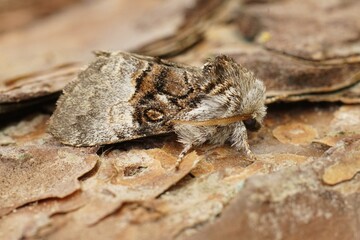 Detailed Closeup on a nut-tree tussock moth, Colocasia coryli sitting on a piece of wood