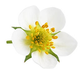 Top view of strawberry flower isolated on transparent background