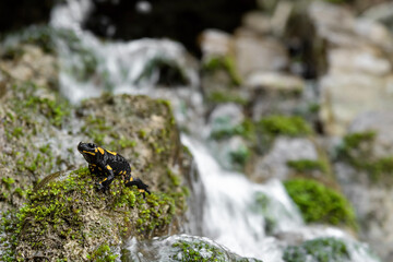 Fire salamander on moss with rushing brook on background (Salamandra salamandra)