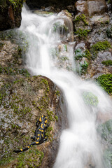 Obraz premium The waterfall and the fire salamander (Salamandra salamandra)