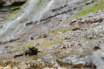 Fire salamander in the summer season, fine art portrait (Salamandra salamandra)