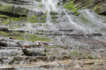 Fire salamander with majestic waterfall on background (Salamandra salamandra)