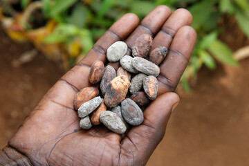 Innocent Mbabazi runs a tree nursery. He received 2 loans from ENCOT microfinance. Cocoa seeds. Uganda
