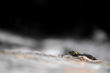 An incredible amphibious at dusk, the Fire salamander (Salamandra salamandra)