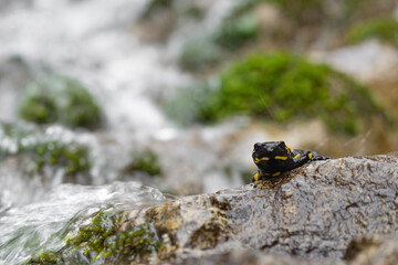 Face to face with the amazing fire salamander (Salamandra salamandra)