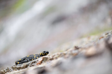 The fire salamander on the rocks (Salamandra salamandra)