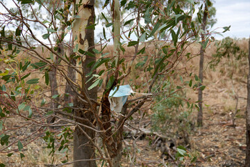 A discard blue face mask in the caught in the tree branches