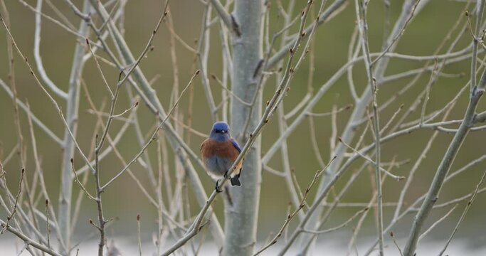 Western bluebird on a tree in winter in slow motion 