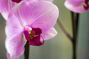 pink blooming orchid on the window. close-up.