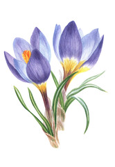 watercolor spring flowers: violet, blue and white crocuses, botanical illustration