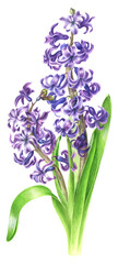 Obraz premium watercolor illustration with purple hyacinth