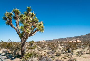 Fototapeta na wymiar Joshua Tree Cactus at Joshua Tree National Park