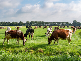 Diary cows grazing on green pasture in polder near Langweer, Friesland, Netherlands - obrazy, fototapety, plakaty
