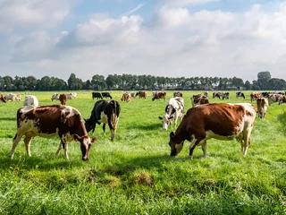 Fotobehang Diary cows grazing on green pasture in polder near Langweer, Friesland, Netherlands © TasfotoNL