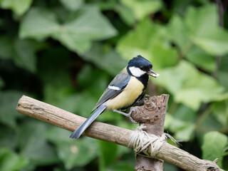 Great tit, Parus major, adult male with seed in beak