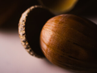 Close up of an acorn