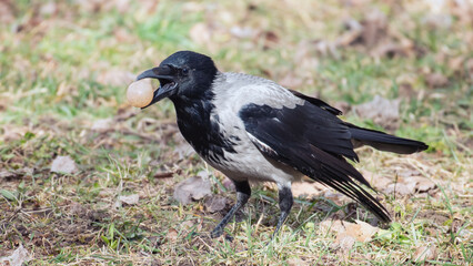 Birds Hooded Crow Corvus cornix