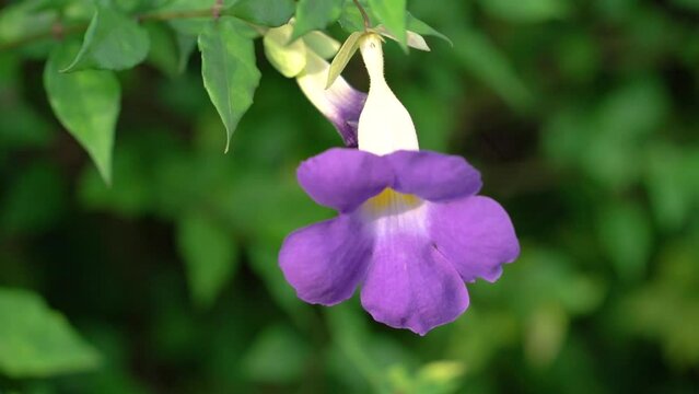 Thunbergia erecta purple flower in garden.