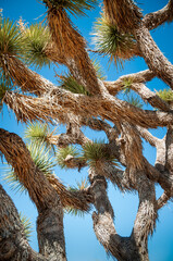 Joshua Tree Cactus at Joshua Tree National Park