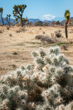 Joshua Tree Cactus at Joshua Tree National Park