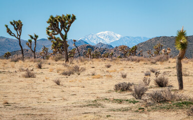 Joshua Tree Cactus at Joshua Tree National Park