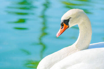 Graceful White Swan on Turquoise Water Background