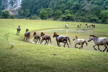 Herd of horses in Huu Lung, Lang Son province, Viet Nam