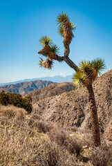 Joshua Tree Cactus at Joshua Tree National Park