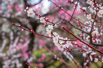 Cherry blossom in Osaka, Japan