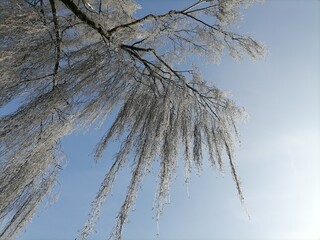 snow covered trees