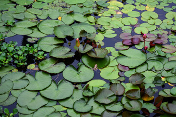 Water lily leafs in a pond.