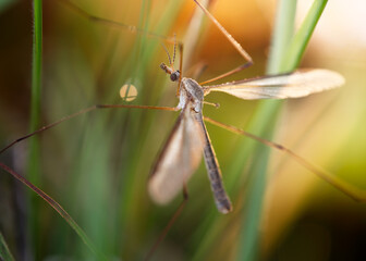 tipula of the gardens